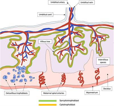 Malaria in Pregnancy: From Placental Infection to Its Abnormal Development and Damage